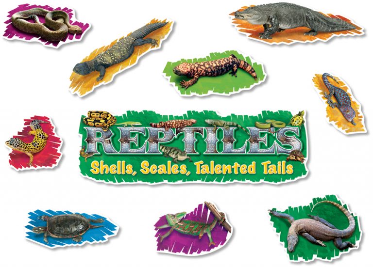 NS1302 Reptiles Mini Bulletin Board North Star Teacher Resources
