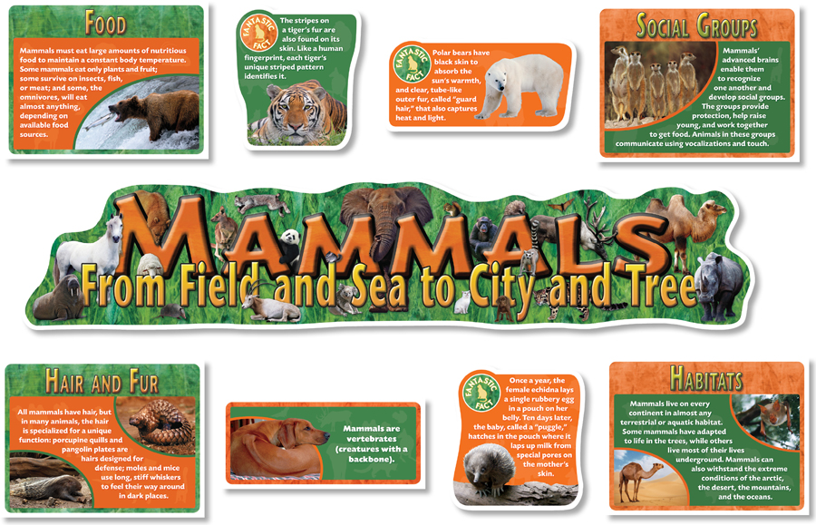 Land Mammals Bulletin Board Set - North Star Teacher Resources