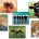 NS9086 Amusing Animals Photo Language Cards