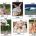 NS9088 Animal Families Photo Language Cards